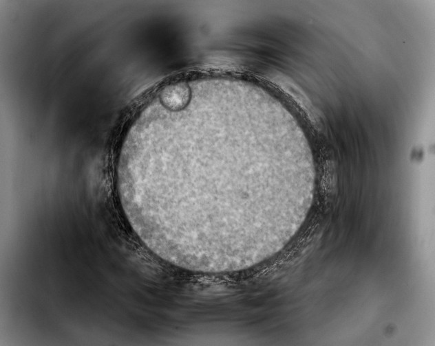 X0000103901015200810101240