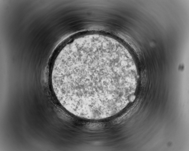 X0000103901021200810101240