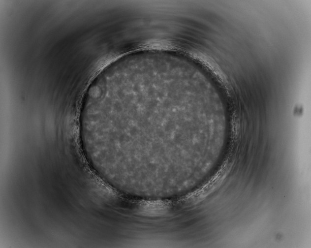 X0000103901025200810101240