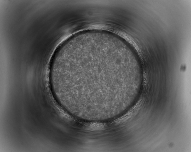 X0000103901029200810101240