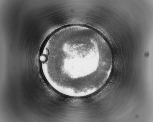 X0000103901030200810101240