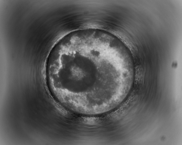 X0000103901031200810101240