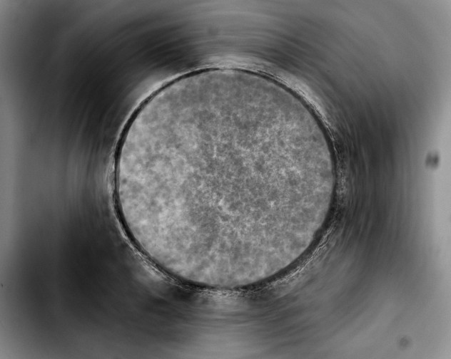 X0000103901040200810101241