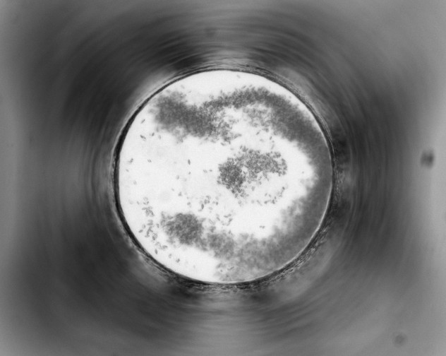 X0000103901050200810101241