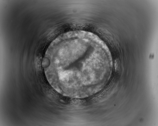 X0000103901059200810101240