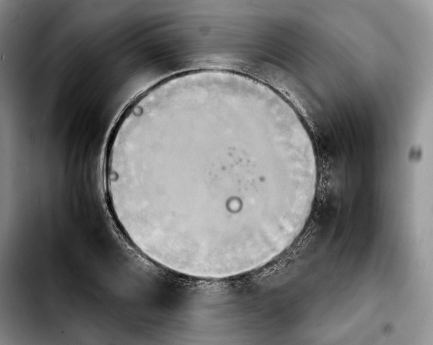 X0000103901080200810101240