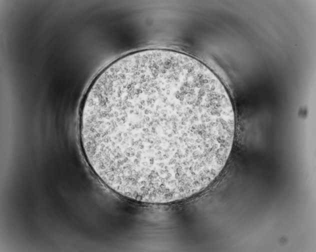 X0000103901096200810101240