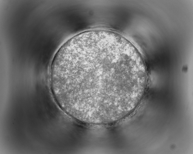 X0000103901101200810101240