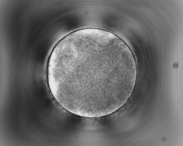 X0000103901104200810101240