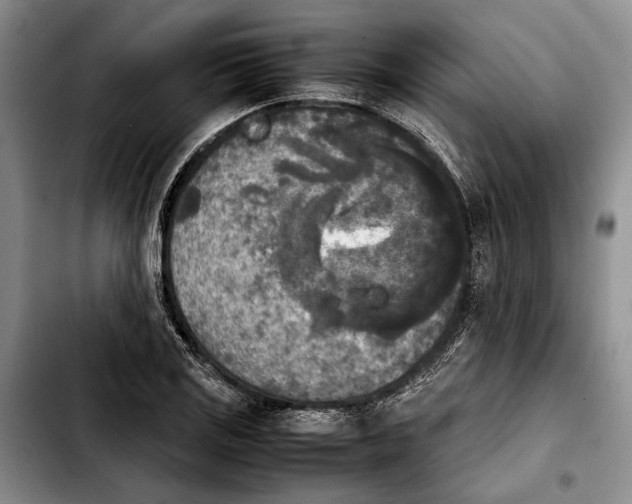 X0000103901125200810101239