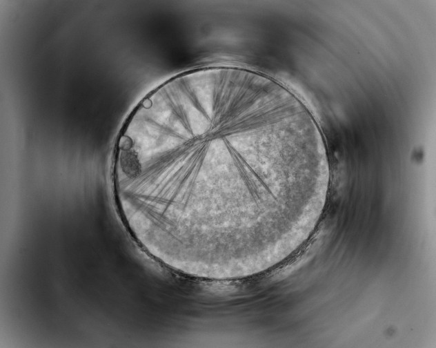 X0000103901149200810101239