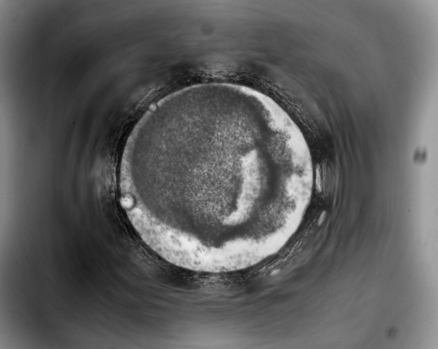 X0000103901155200810101239