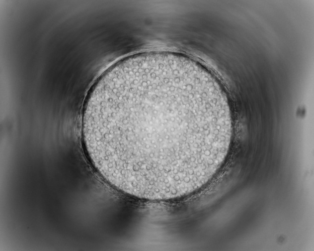 X0000103901220200810101237