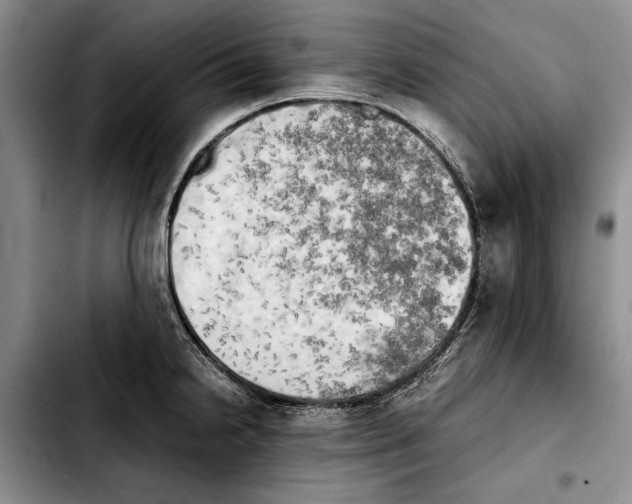 X0000103901238200810101238