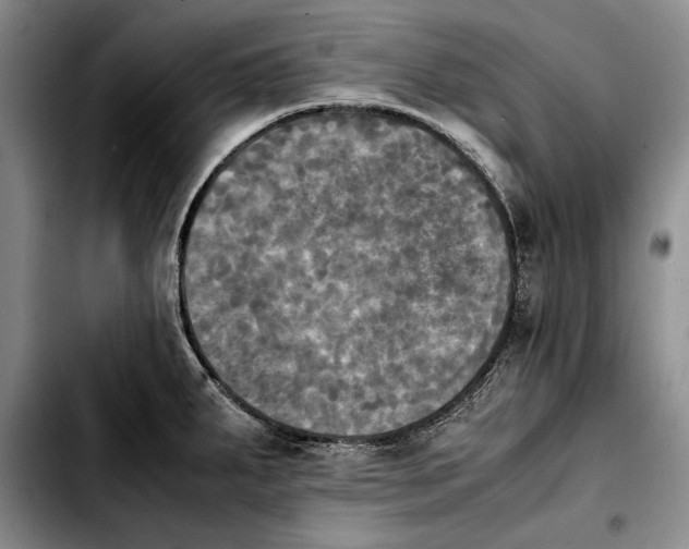 X0000103901287200810101236