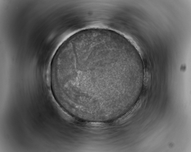 X0000103901295200810101236