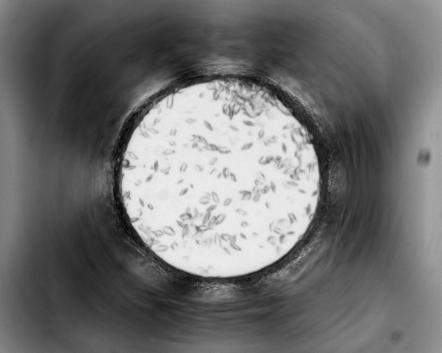 X0000103901309200810101236