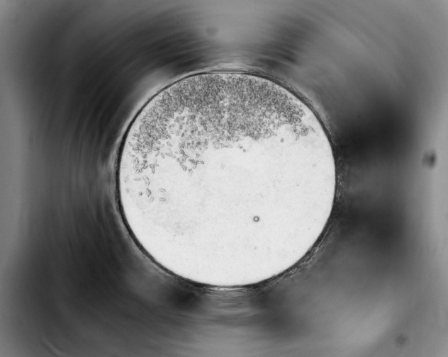 X0000103901483200810101233