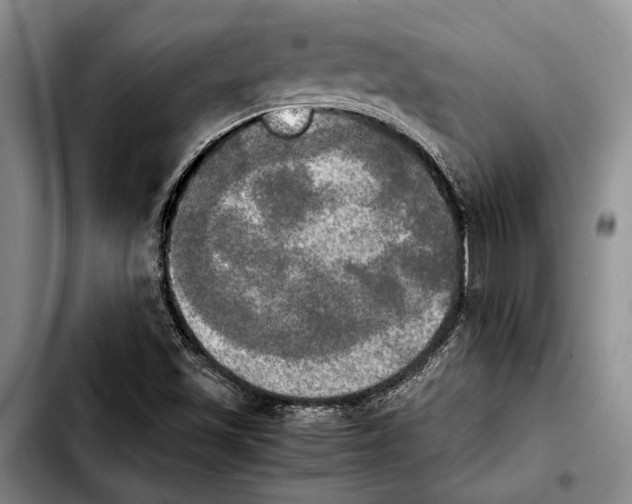 X0000103901501200810101233