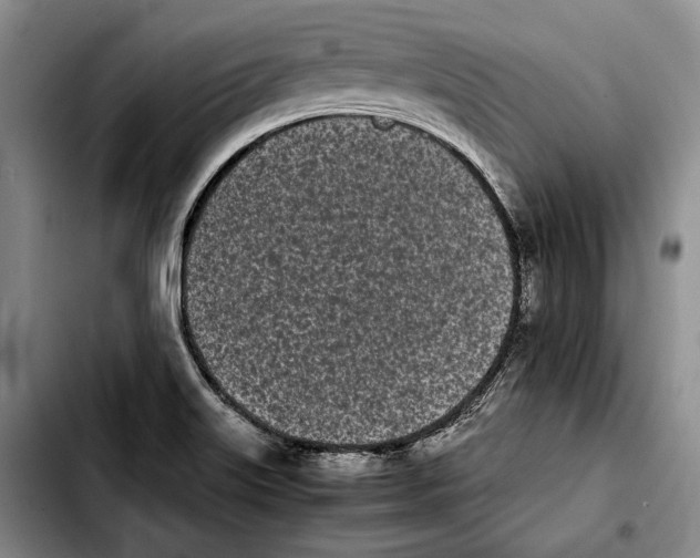 X0000103901515200810101233