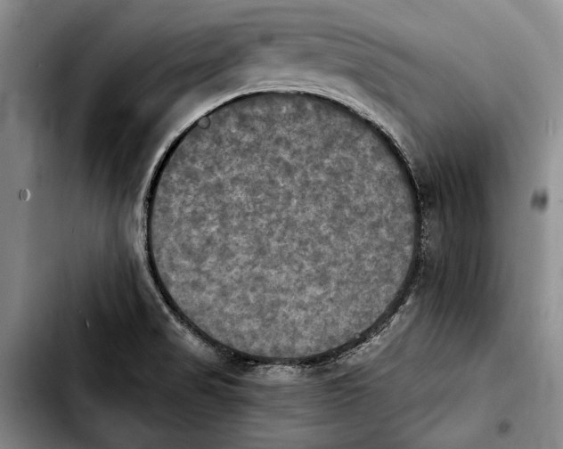 X0000103901517200810101233