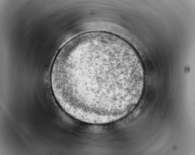 X0000103901521200810101233