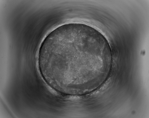 X0000103901525200810101233