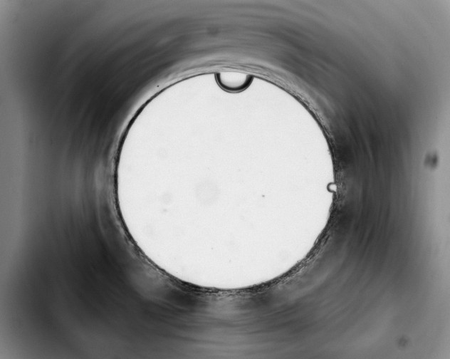 X0000103901530200810101233