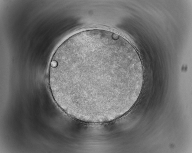 X0000103901536200810101233