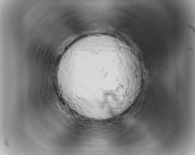 X0000103900068200810171624