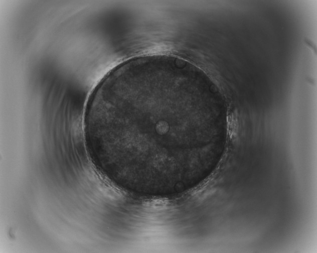 X0000103900196200810171622