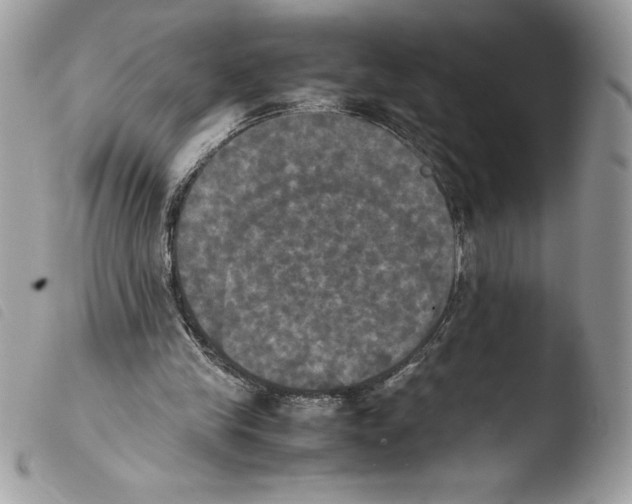 X0000103900245200810171621