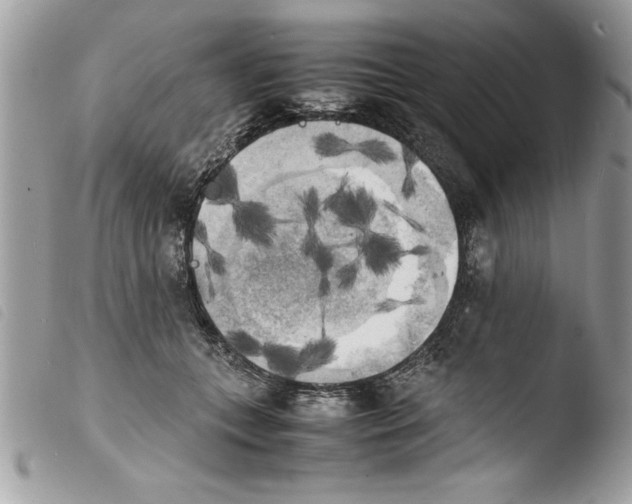 X0000103900559200810171617