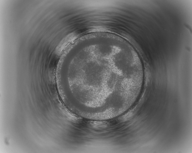 X0000103900857200810171612