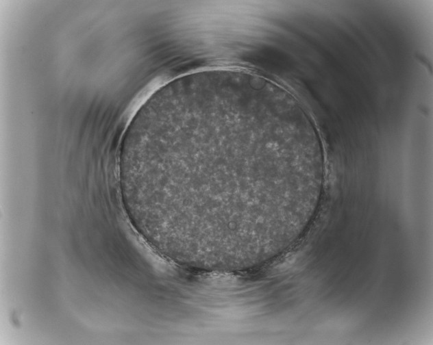 X0000103900907200810171611