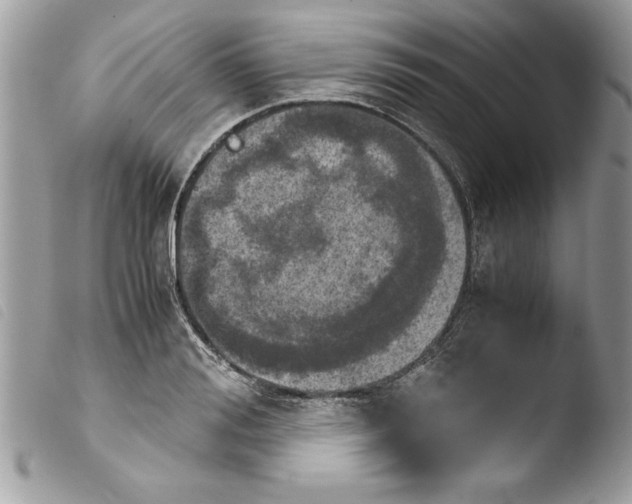 X0000103900988200810171610