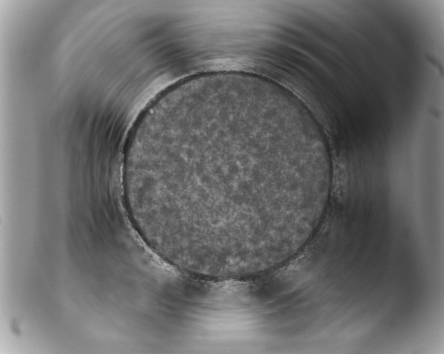 X0000103900992200810171609