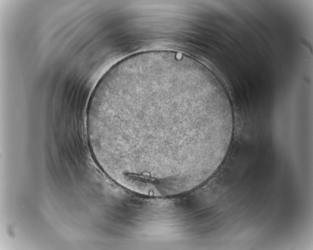 X0000103900996200810171609