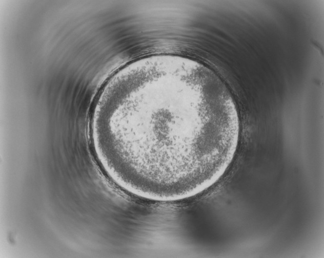 X0000103901034200810171609