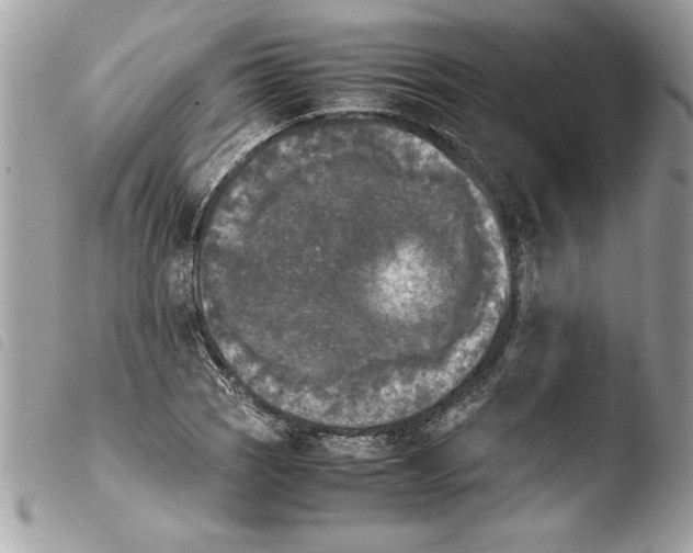 X0000103901121200810171607