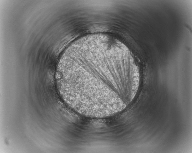 X0000103901217200810171606