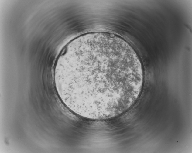 X0000103901238200810171606