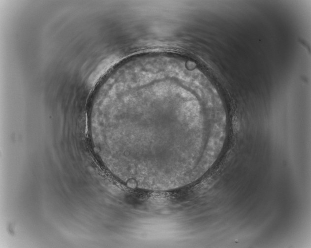 X0000103901267200810171605