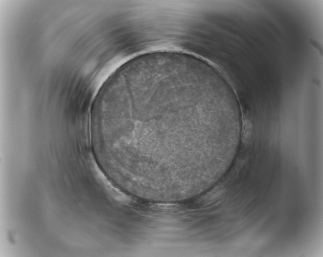 X0000103901295200810171605