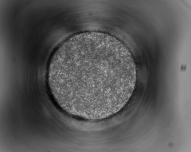 X0000103900016200810311420