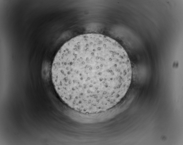 X0000103900038200810311419