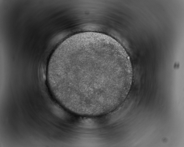 X0000103900062200810311419