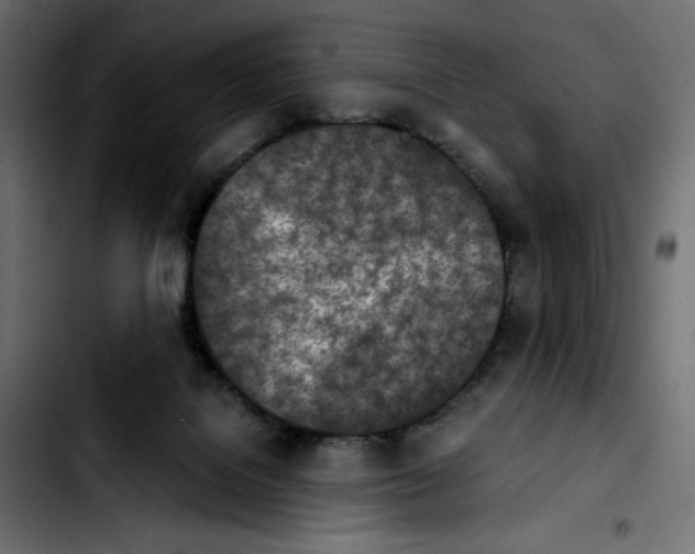 X0000103900076200810311419