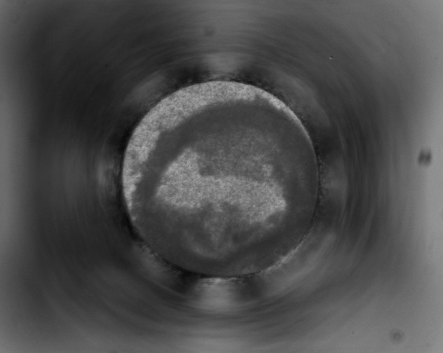 X0000103900082200810311419