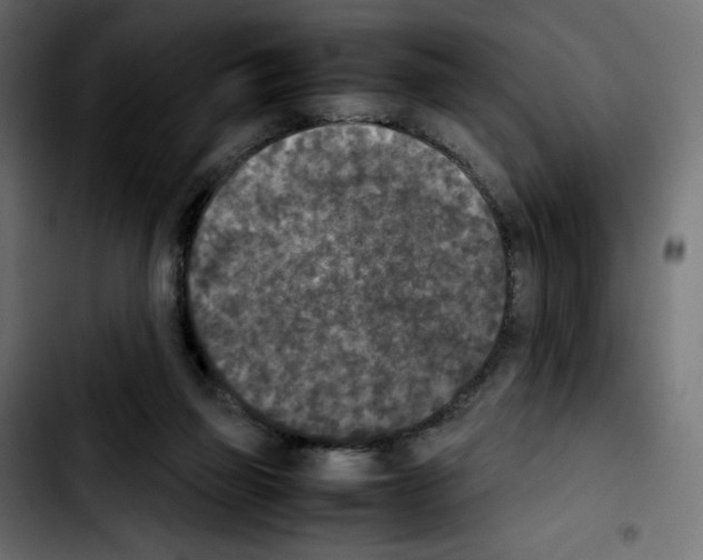 X0000103900165200810311417